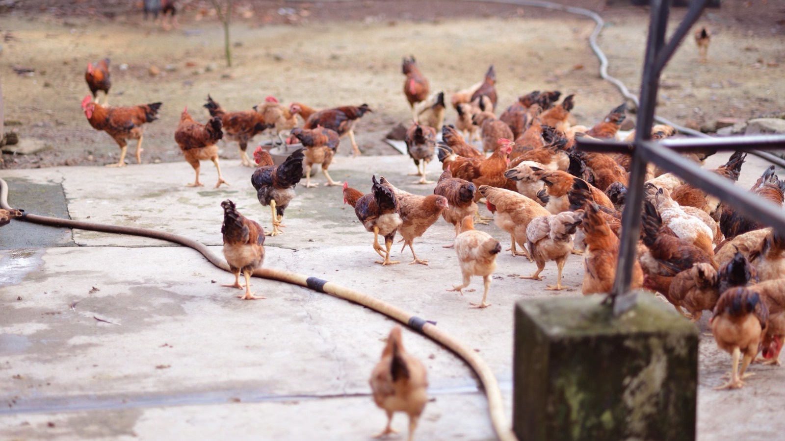 Free-range chickens on the swept concrete floor of a farmyard in Southeast Asia