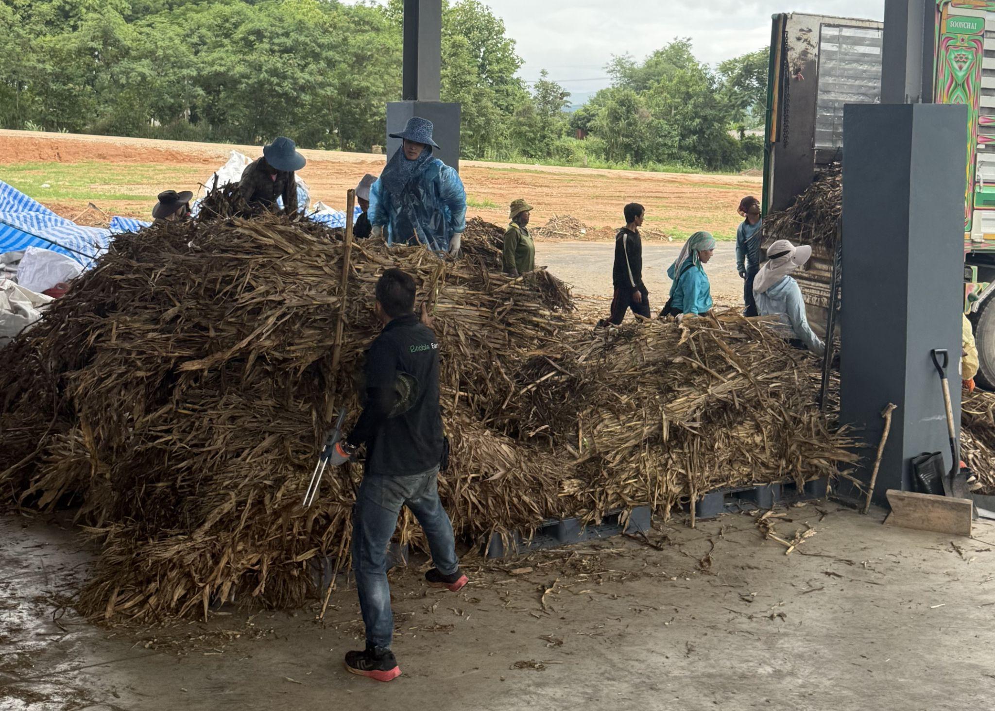 Corn stalks collected from northern Thailand's highland farms for industrial biochar production