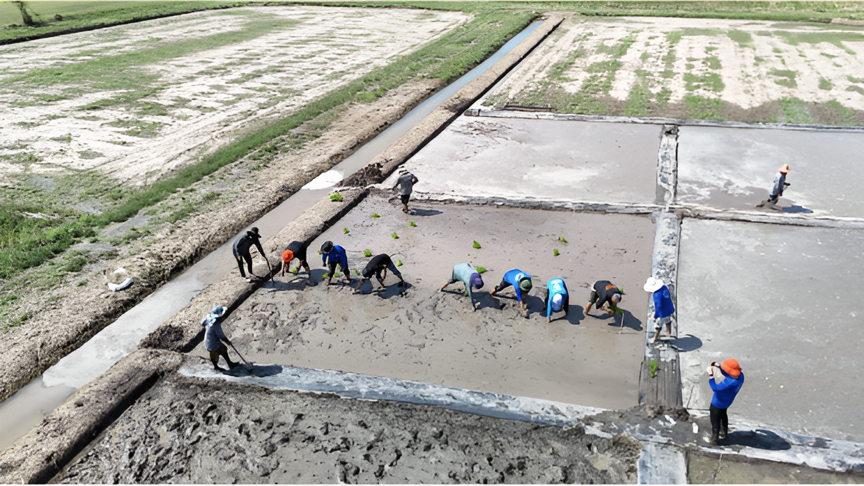 Farmers working across a flooded one-rai rice demonstration field in Nakhon Sawan, Thailand