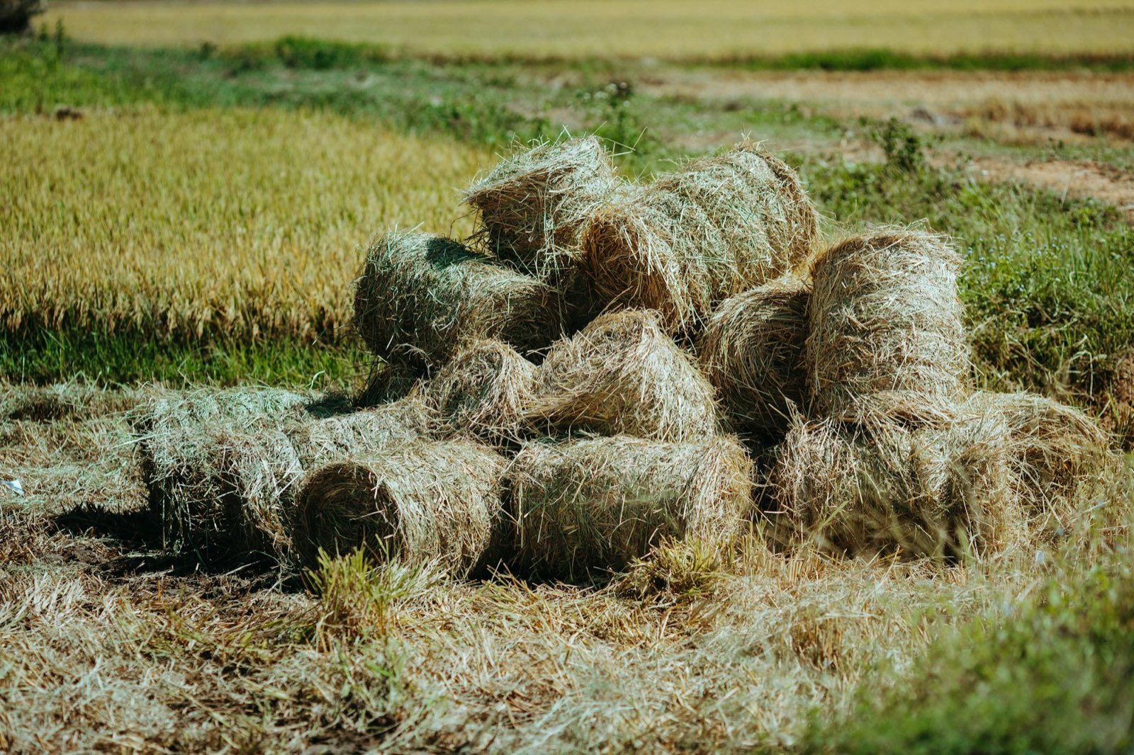 Rice-straw bales at the edge of a paddy, the residue that would otherwise be burned