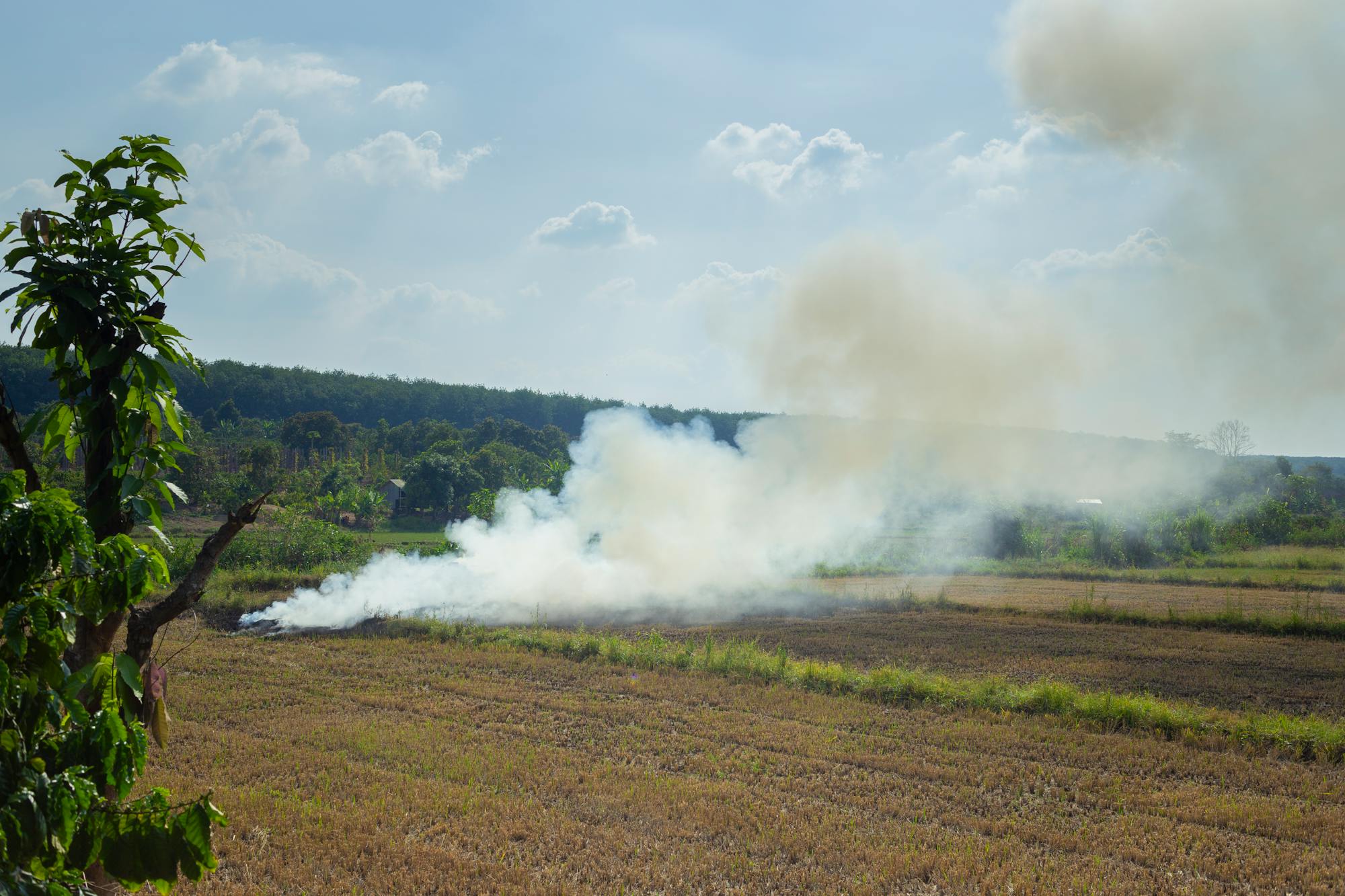 Grey haze hanging low over a harvested field at the edge of Thailand's burning season