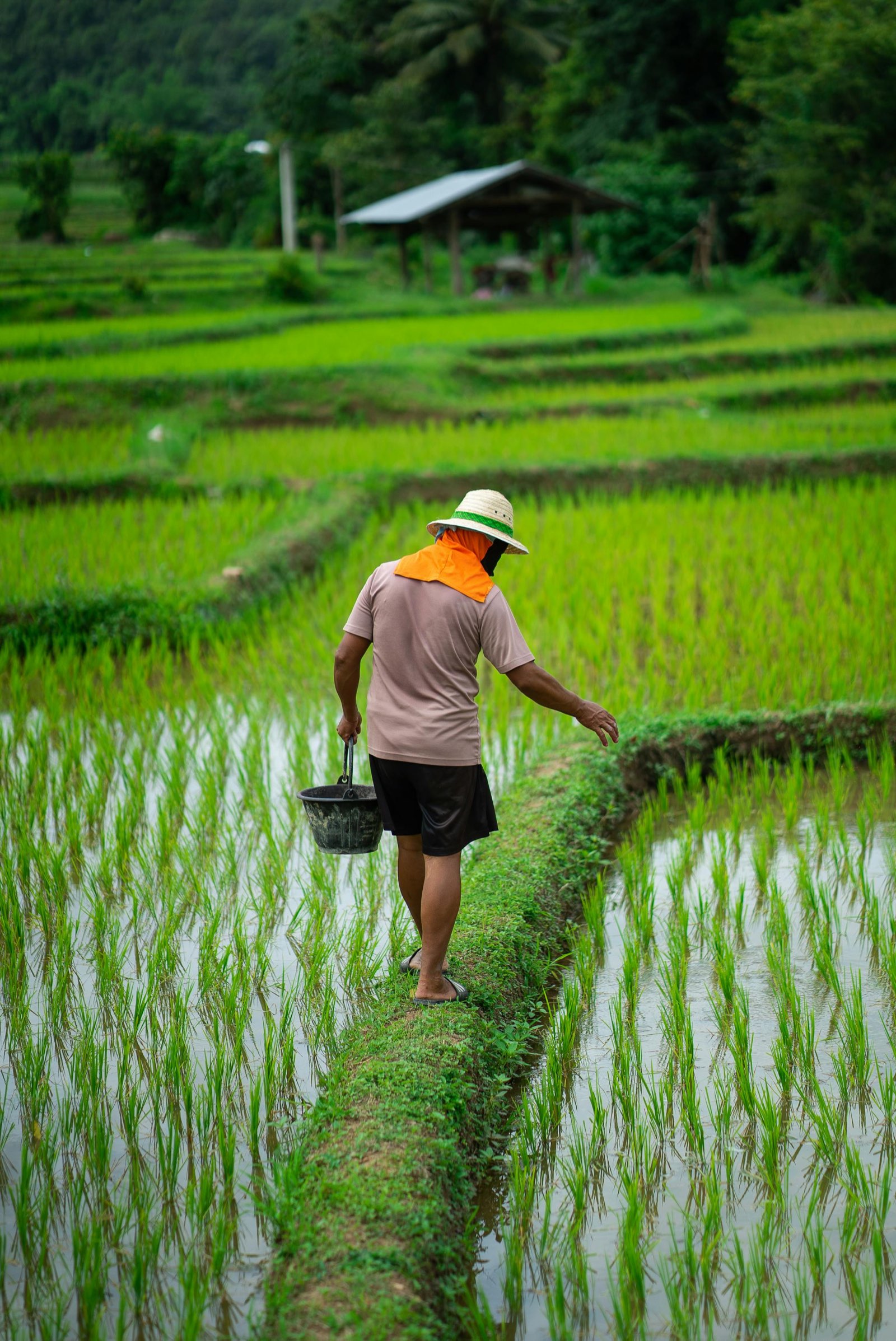 A farmer walking a narrow paddy bund carrying a bucket, green rice on either side