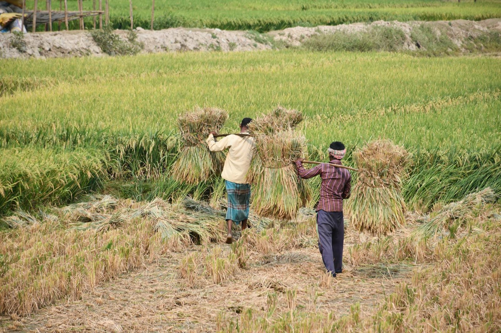 Two farmers carrying bundles of just-cut rice across a field together