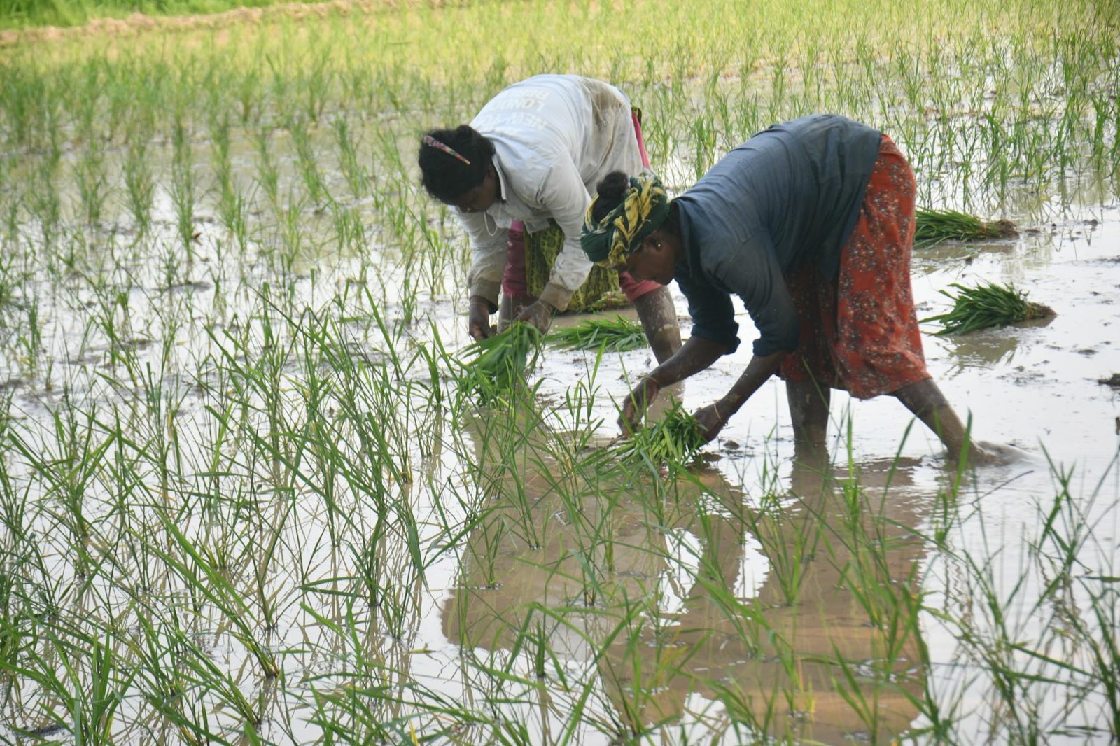 Two women bent side by side, transplanting rice seedlings in a flooded paddy